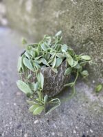 Zdjęcie Osłonka Grzechotnik 12x12 cm w kategorii doniczki, ujęcie 3