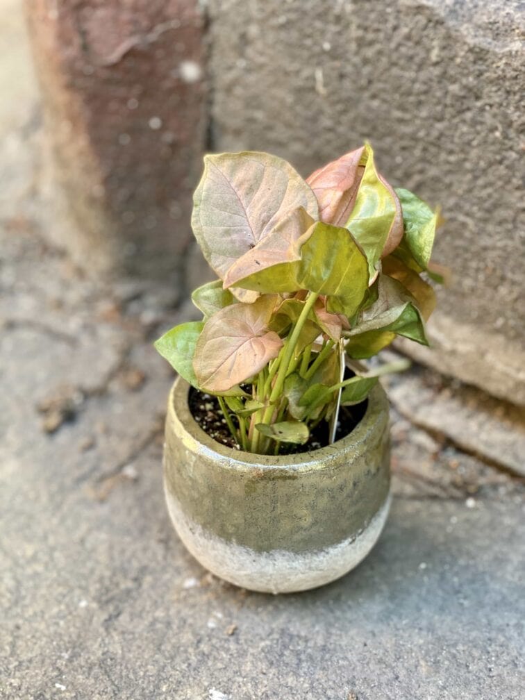 Zdjęcie Osłonka Kwarc 7x7 cm w kategorii doniczki, ujęcie 4