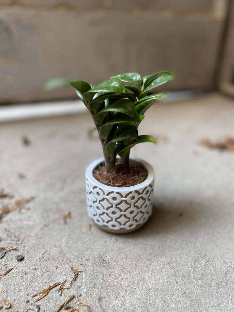 Zdjęcie Osłonka Oczy 6x6 cm w kategorii doniczki, ujęcie 3