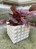 Zdjęcie Oslonka Śnieżna Pantera 15x15 cm w kategorii doniczki, ujęcie 1