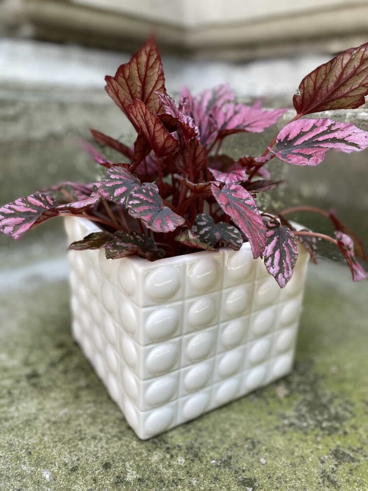 Zdjęcie Oslonka Śnieżna Pantera 15x15 cm w kategorii doniczki, ujęcie 1