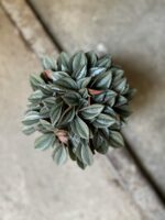 Zdjęcie Peperomia Napoli Nights w kategorii rośliny, ujęcie 2