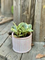 Zdjęcie Peperomia Obtusifolia Variegata w kategorii rośliny, ujęcie 1