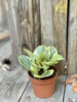 Zdjęcie Peperomia Obtusifolia Variegata w kategorii rośliny, ujęcie 2