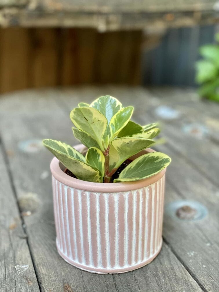 Zdjęcie Peperomia Obtusifolia Variegata w kategorii rośliny, ujęcie 3