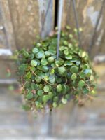 Zdjęcie Peperomia Pepperspot w kategorii rośliny, ujęcie 1