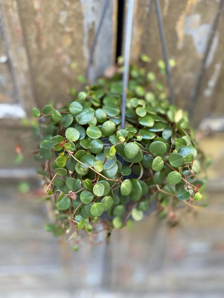 peperomia-pepperspot_15x12-0.jpg Zdjęcie Peperomia Pepperspot w kategorii rośliny, ujęcie 1