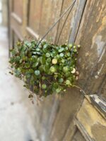 Zdjęcie Peperomia Pepperspot w kategorii rośliny, ujęcie 2