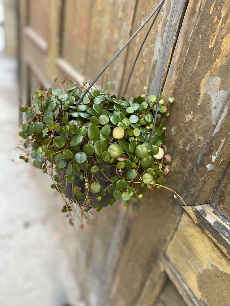 Zdjęcie Peperomia Pepperspot w kategorii rośliny, ujęcie 2