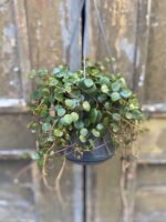 Zdjęcie Peperomia Pepperspot w kategorii rośliny, ujęcie 3