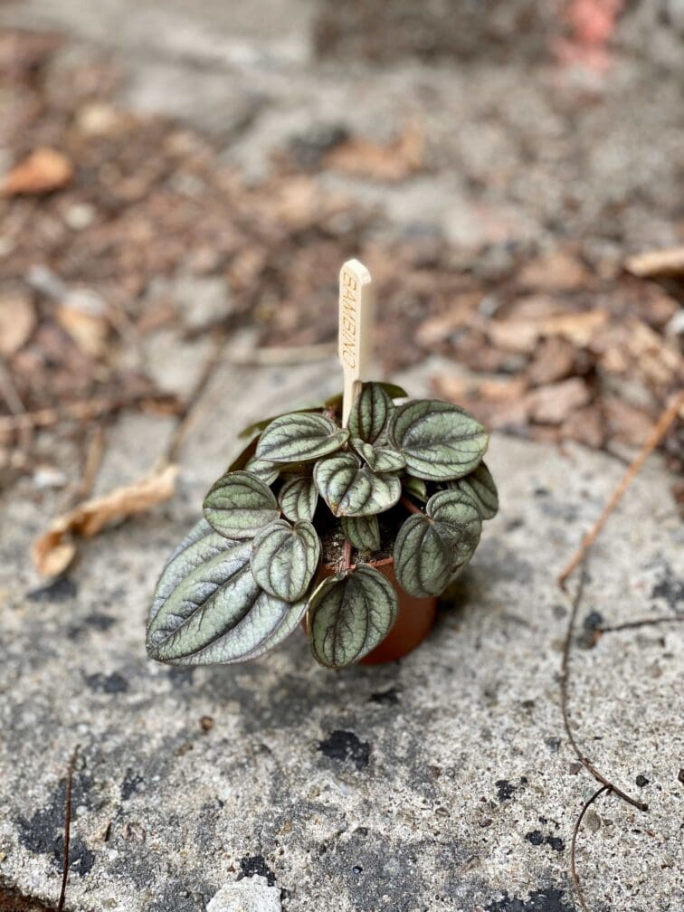 peperomia-piccolo-banda_5x7-0.jpg Zdjęcie Peperomia Piccolo Banda w kategorii rośliny, ujęcie 1