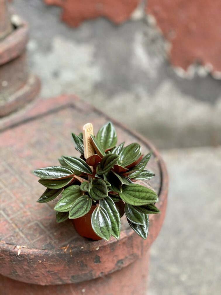 peperomia-rosso_5x10-0.jpg Zdjęcie Peperomia Rosso w kategorii rośliny, ujęcie 1