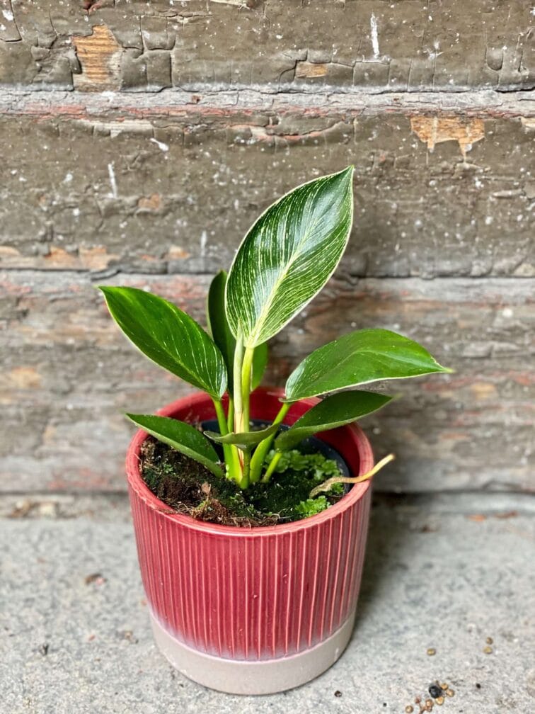 philodendron-birkin_12x27-0.jpg Zdjęcie Philodendron Birkin w kategorii rośliny, ujęcie 1