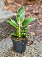 Zdjęcie Philodendron Birkin w kategorii rośliny, ujęcie 3