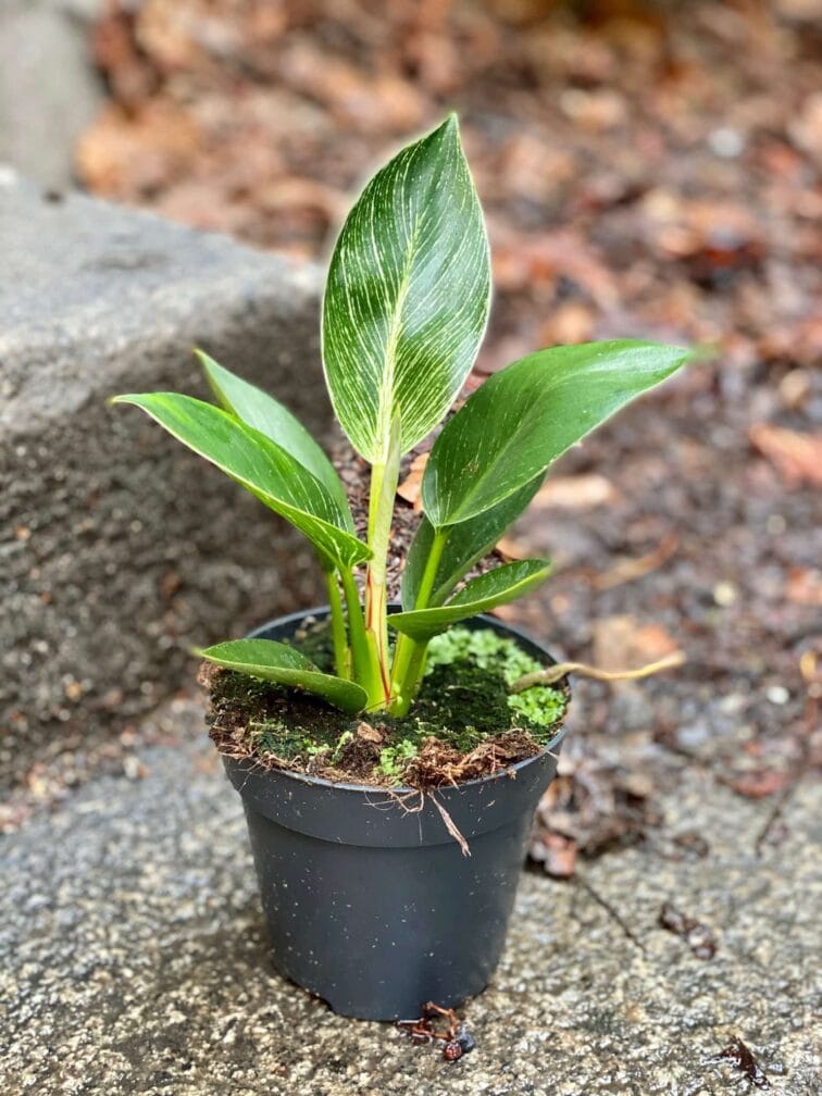Zdjęcie Philodendron Birkin w kategorii rośliny, ujęcie 3
