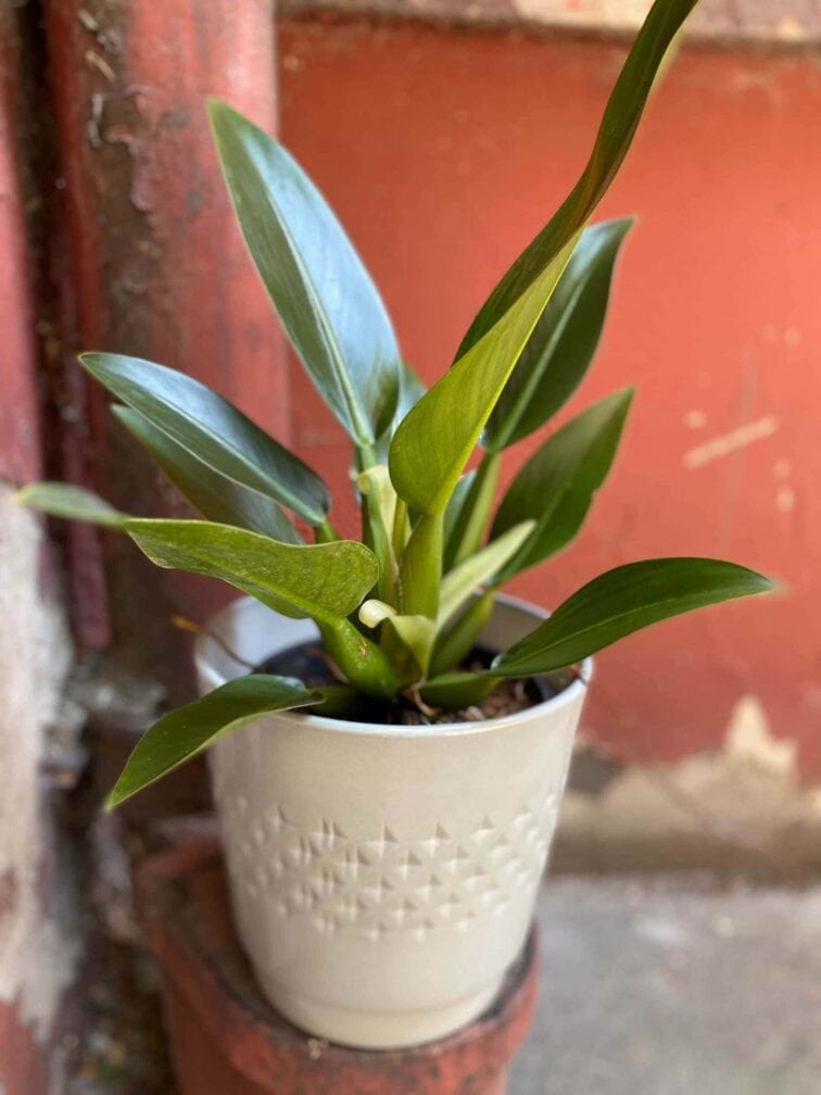 Zdjęcie Philodendron Fatboy Martianum w kategorii rośliny, ujęcie 1
