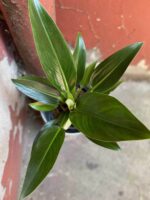 Zdjęcie Philodendron Fatboy Martianum w kategorii rośliny, ujęcie 2