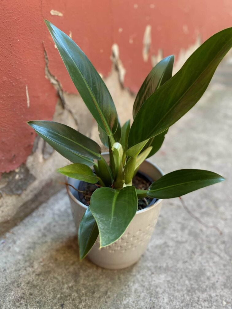Zdjęcie Philodendron Fatboy Martianum w kategorii rośliny, ujęcie 3