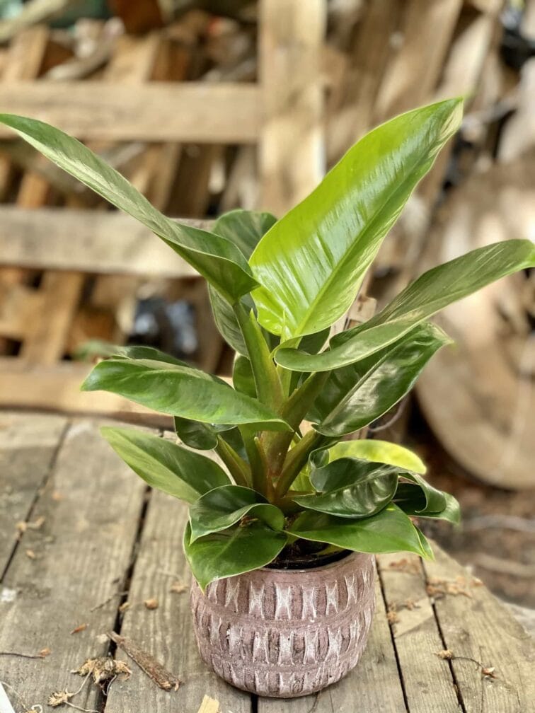 Zdjęcie Philodendron Imperial Green w kategorii rośliny, ujęcie 1