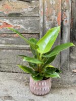 Zdjęcie Philodendron Imperial Green w kategorii rośliny, ujęcie 2