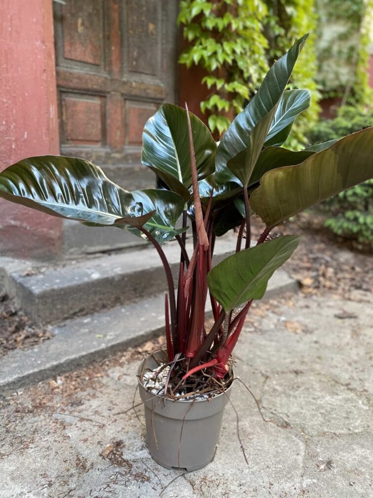 philodendron-red-beauty_27x90-0.jpg Zdjęcie Philodendron Red Beauty w kategorii rośliny, ujęcie 1