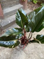Zdjęcie Philodendron Red Beauty w kategorii rośliny, ujęcie 2