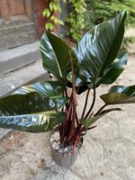 Zdjęcie Philodendron Red Beauty w kategorii rośliny, ujęcie 3