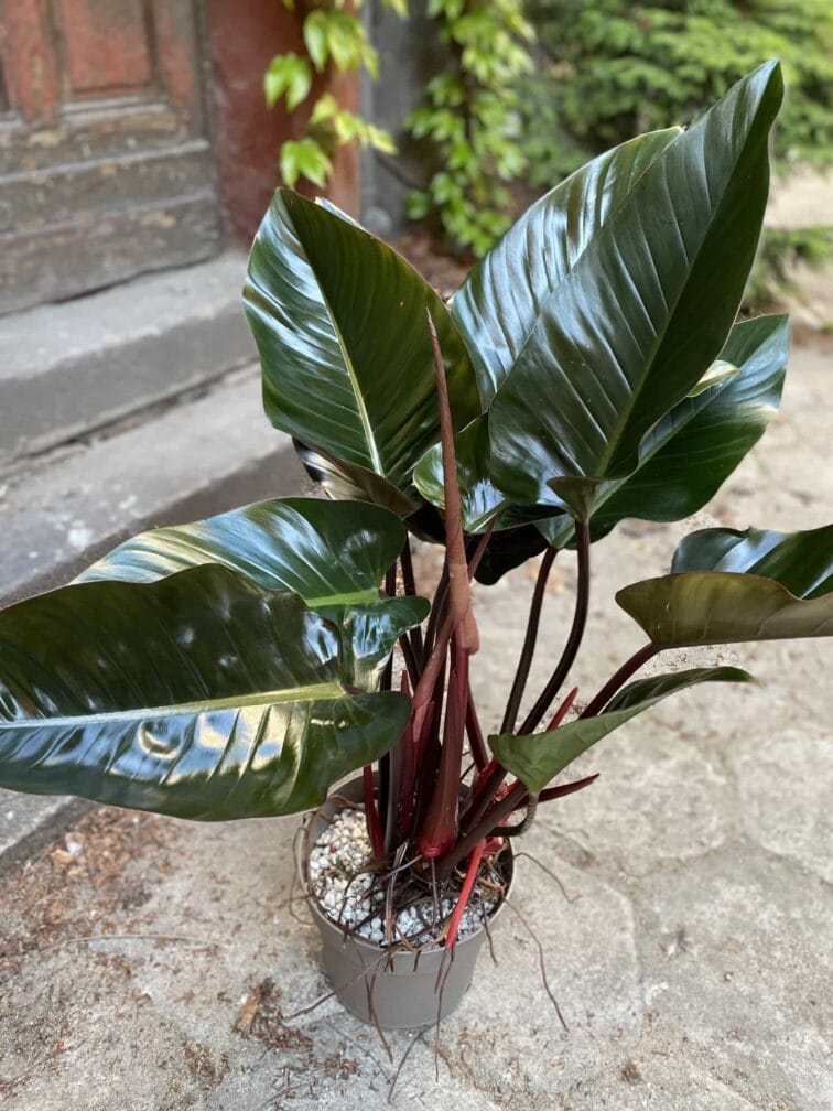 Zdjęcie Philodendron Red Beauty w kategorii rośliny, ujęcie 3