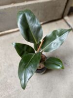 Zdjęcie Philodendron Rojo Congo w kategorii rośliny, ujęcie 2