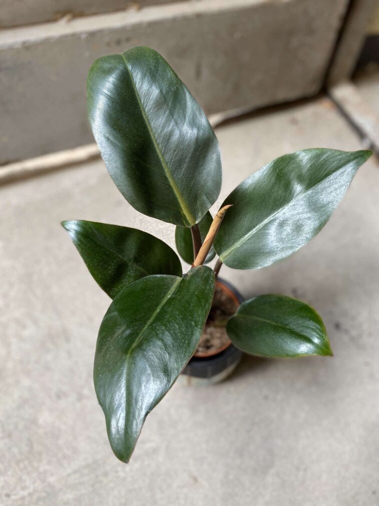 Zdjęcie Philodendron Rojo Congo w kategorii rośliny, ujęcie 2