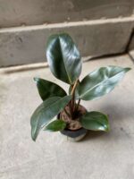 Zdjęcie Philodendron Rojo Congo w kategorii rośliny, ujęcie 3
