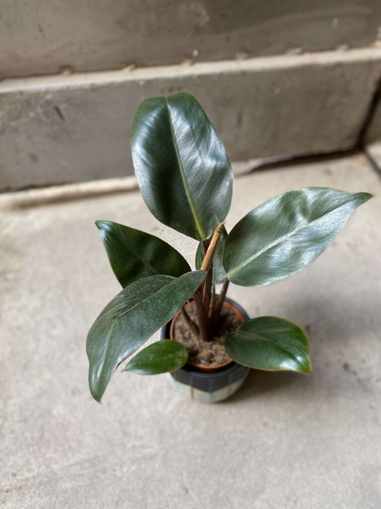 Zdjęcie Philodendron Rojo Congo w kategorii rośliny, ujęcie 3