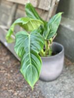 Zdjęcie Philodendron Subhastatum w kategorii rośliny, ujęcie 1