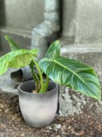 Zdjęcie Philodendron Subhastatum w kategorii rośliny, ujęcie 2