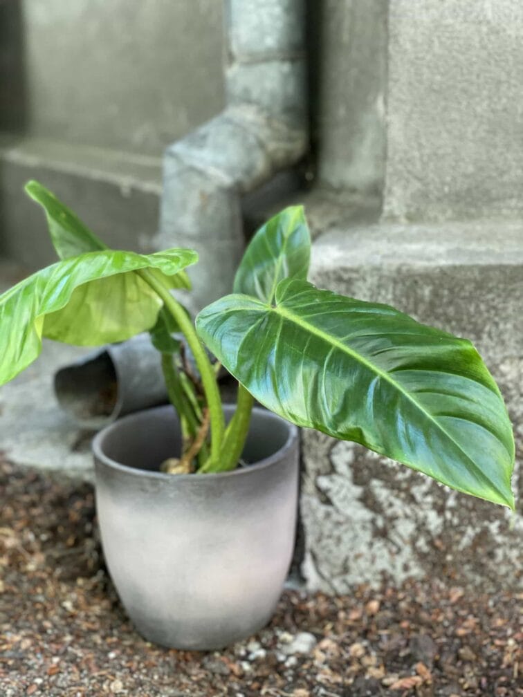 Zdjęcie Philodendron Subhastatum w kategorii rośliny, ujęcie 2