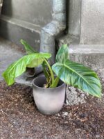 Zdjęcie Philodendron Subhastatum w kategorii rośliny, ujęcie 3