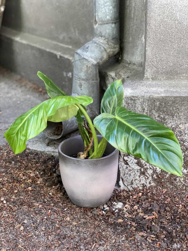 Zdjęcie Philodendron Subhastatum w kategorii rośliny, ujęcie 3