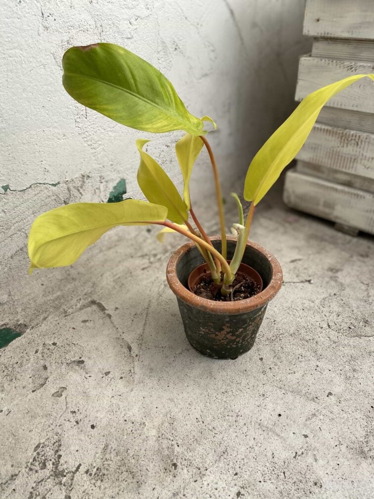 philodendron-thai-golden_8x30-0.jpg Zdjęcie Philodendron Thai Golden w kategorii rośliny, ujęcie 1