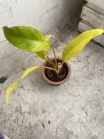Zdjęcie Philodendron Thai Golden w kategorii rośliny, ujęcie 2