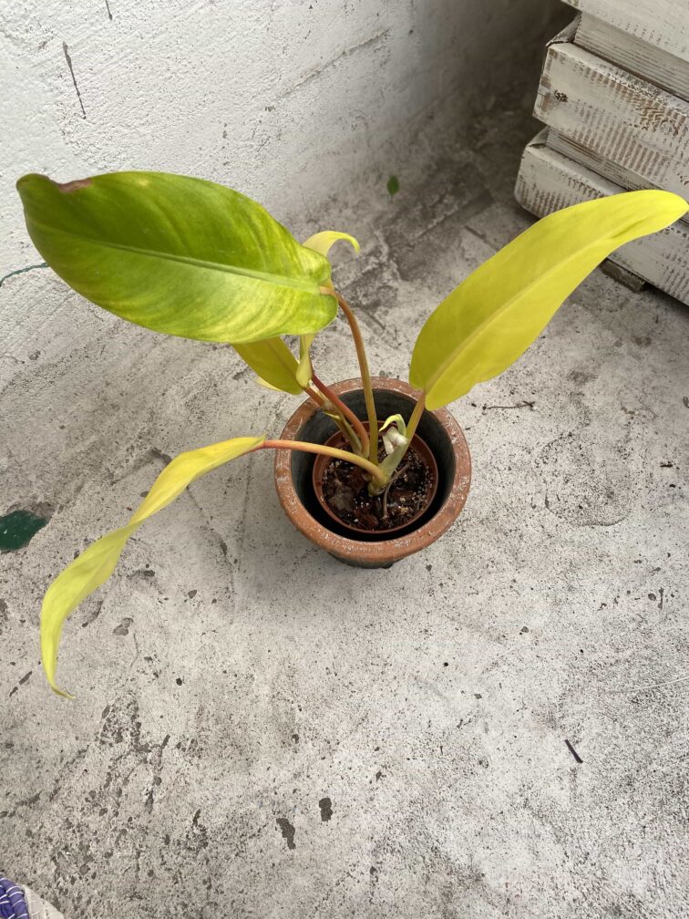 Zdjęcie Philodendron Thai Golden w kategorii rośliny, ujęcie 2