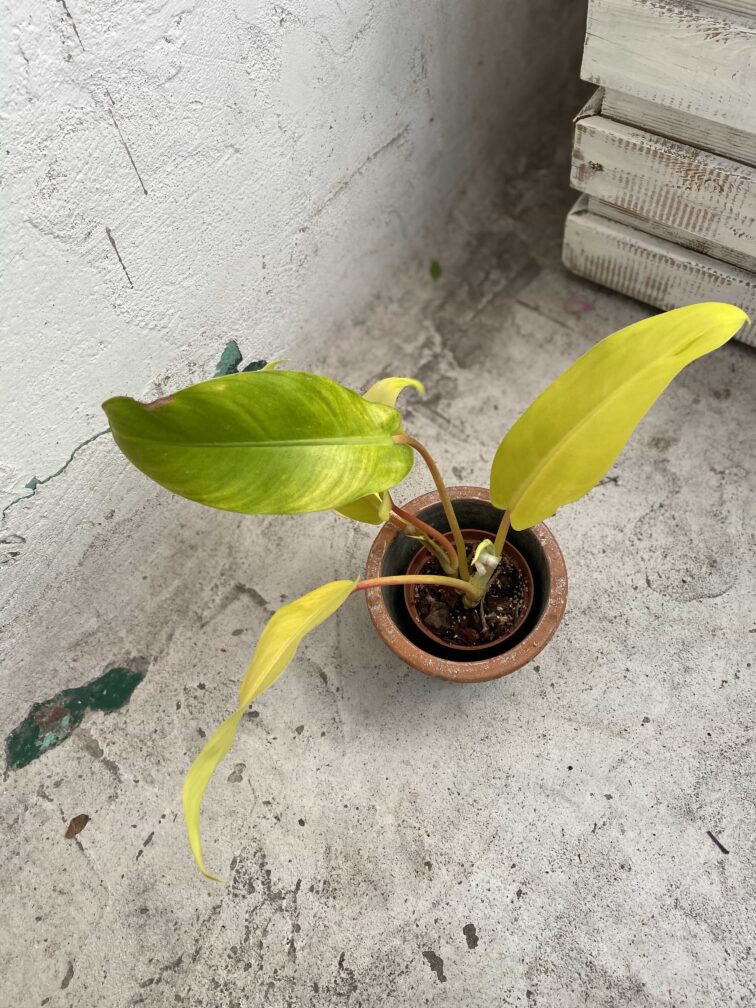 Zdjęcie Philodendron Thai Golden w kategorii rośliny, ujęcie 3