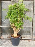 Zdjęcie Polyscias fruticosa Hawaiina w kategorii rośliny, ujęcie 1
