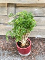 Zdjęcie Polyscias fruticosa Hawaiina w kategorii rośliny, ujęcie 2