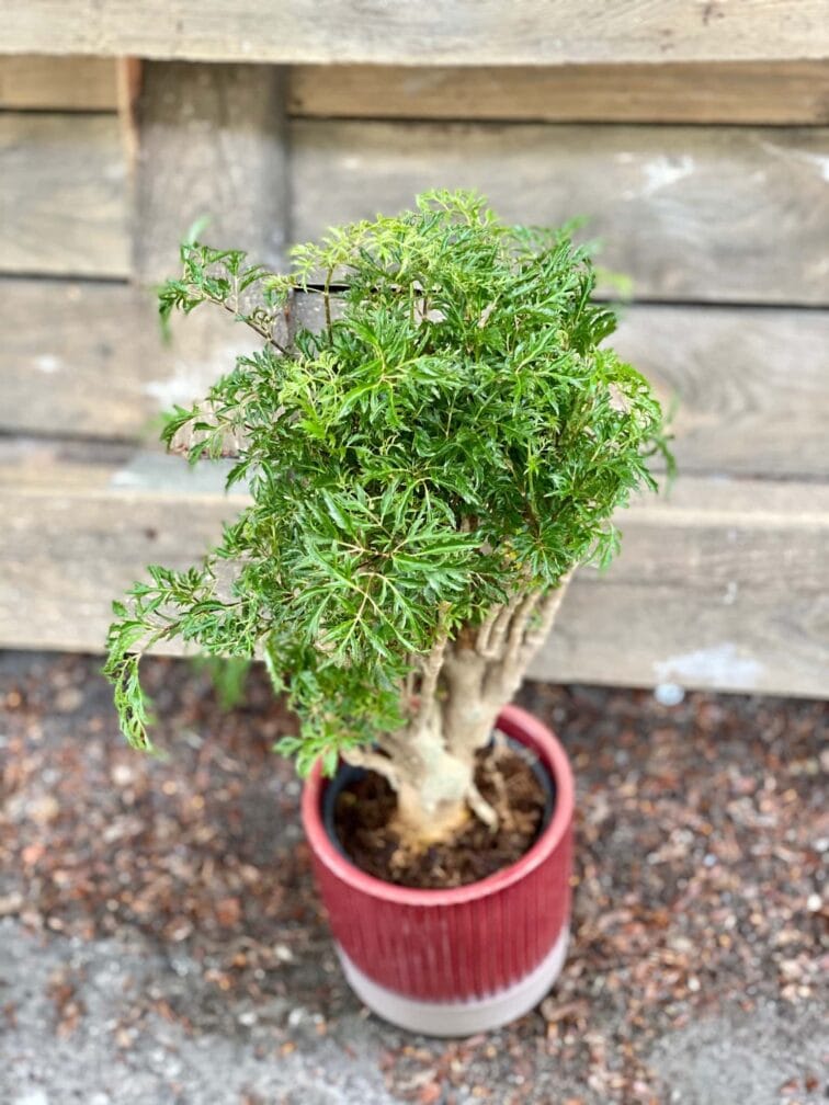 Zdjęcie Polyscias fruticosa Hawaiina w kategorii rośliny, ujęcie 2