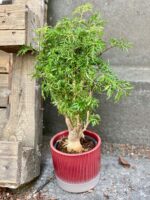Zdjęcie Polyscias fruticosa Hawaiina w kategorii rośliny, ujęcie 3