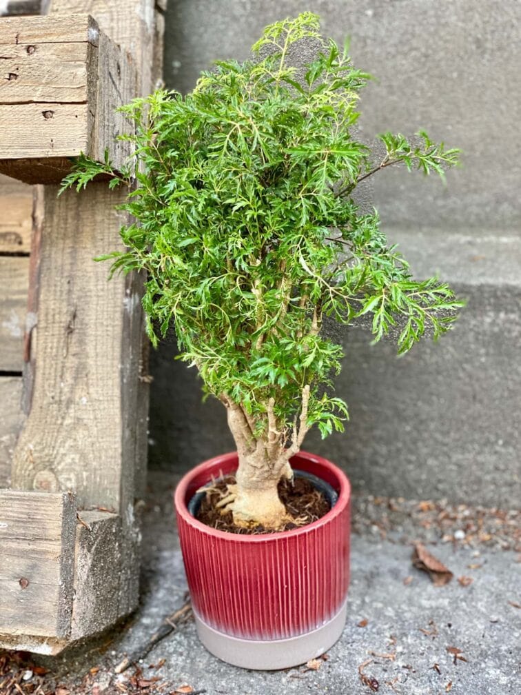 Zdjęcie Polyscias fruticosa Hawaiina w kategorii rośliny, ujęcie 3
