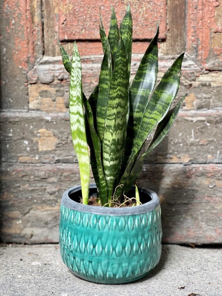 sansevieria-black-coral_12x45-0.jpg Zdjęcie Sansevieria Black Coral w kategorii rośliny, ujęcie 1