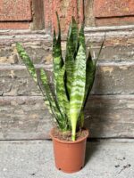 Zdjęcie Sansevieria Black Coral w kategorii rośliny, ujęcie 2