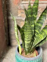 Zdjęcie Sansevieria Black Coral w kategorii rośliny, ujęcie 3