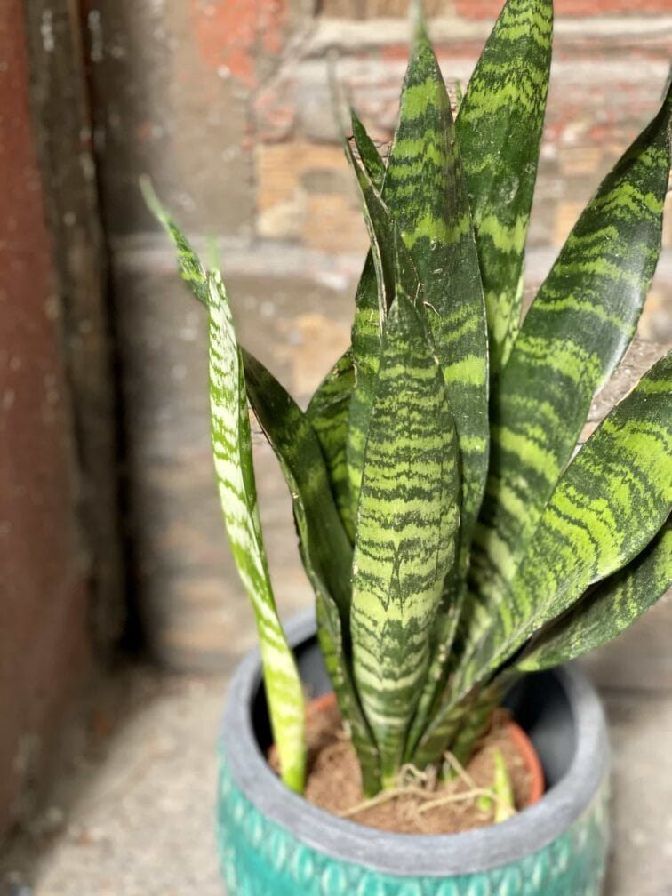 Zdjęcie Sansevieria Black Coral w kategorii rośliny, ujęcie 3